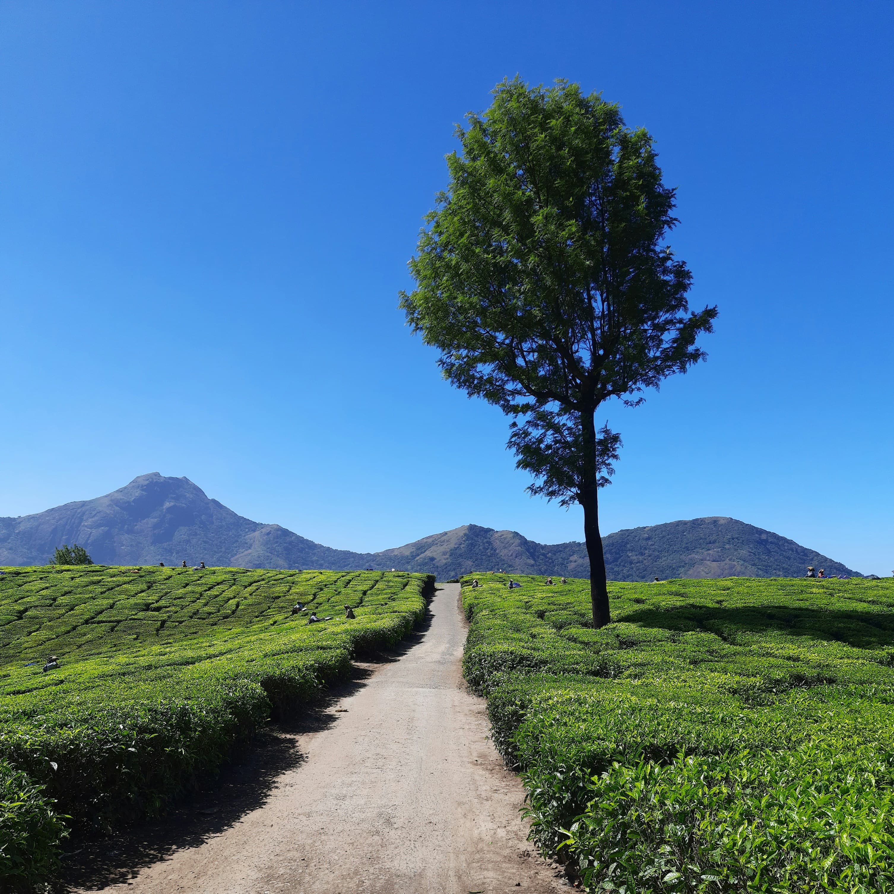Kerala Hill Stations: A Romantic 3-Night Escape to Munnar & Thekkady