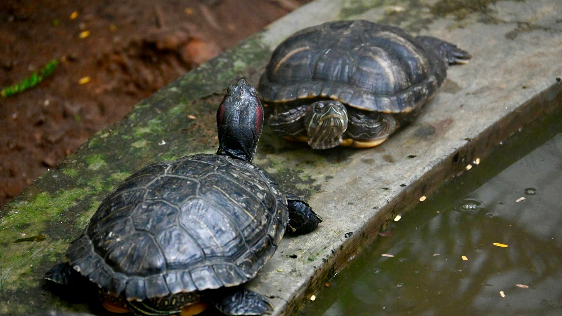 Sri Lanka: A Romantic Coastal Escape with Turtle Encounters