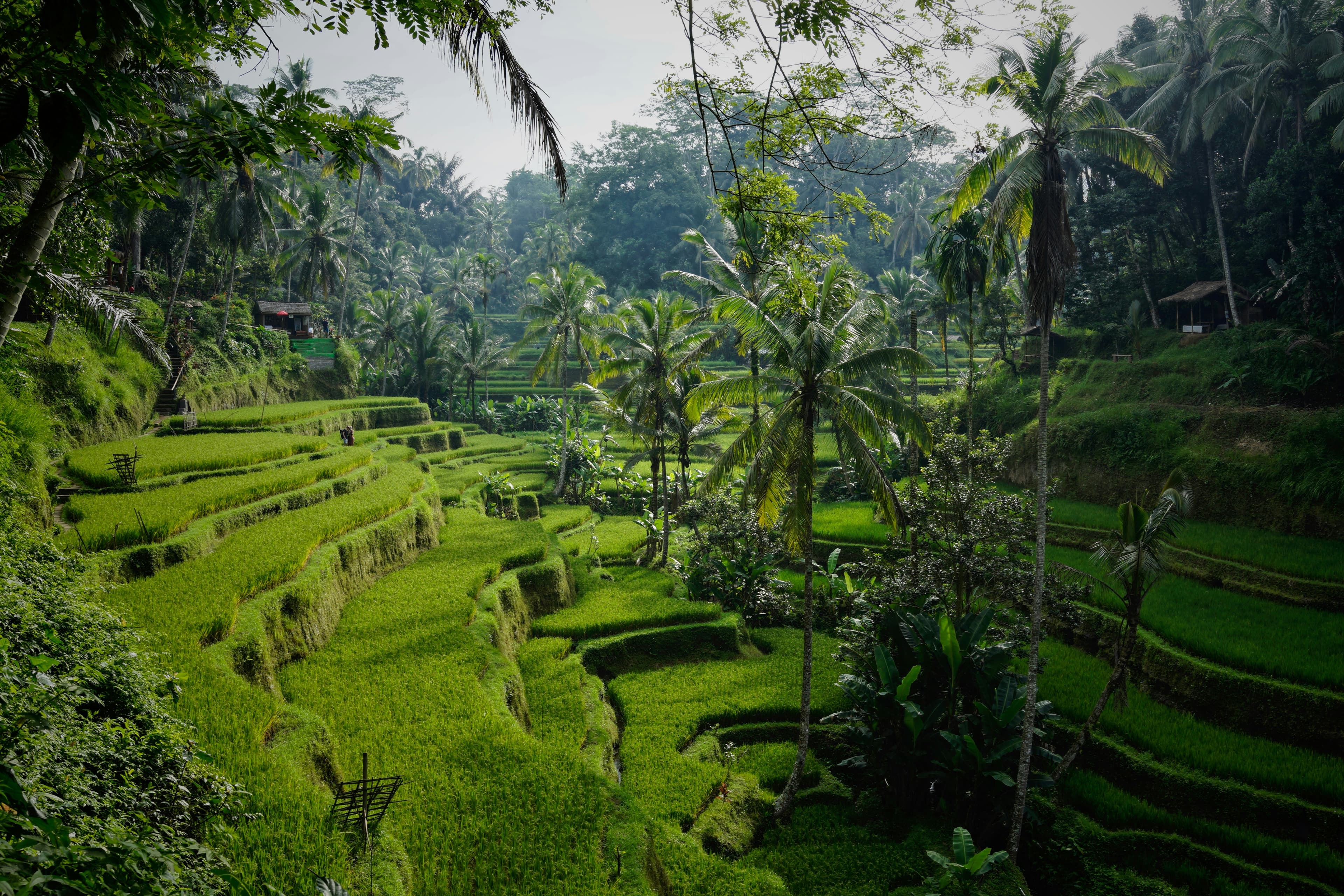 Ubud's Heartbeat: Terraces, Temples & Cascading Waters